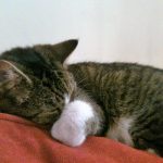 Cat sitter High Peak