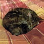Cat sitter Glossop