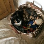 Cat sitting service